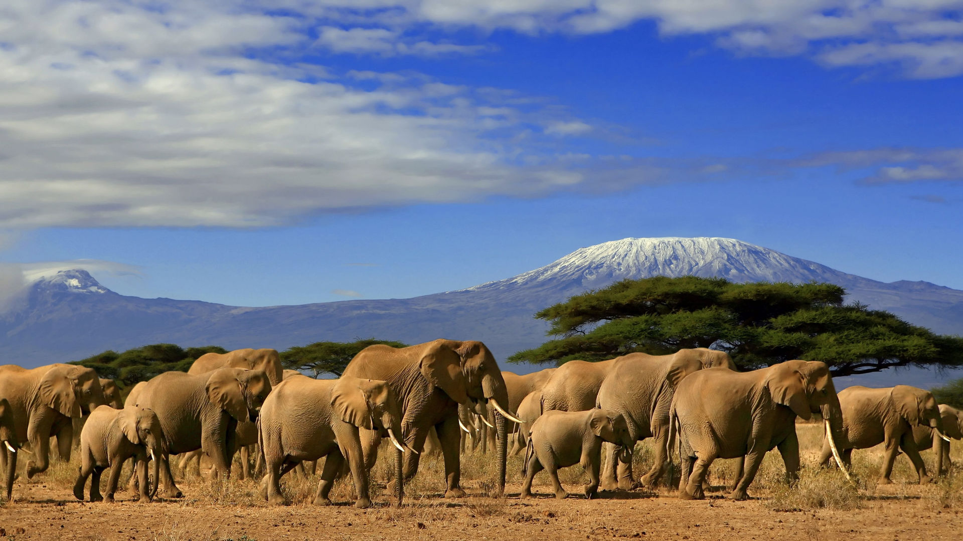 KT & Safaris safari in Kenya e Tanzania