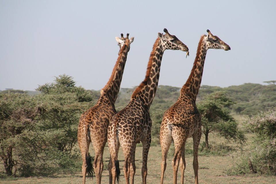 KT & Safaris safari Kenya